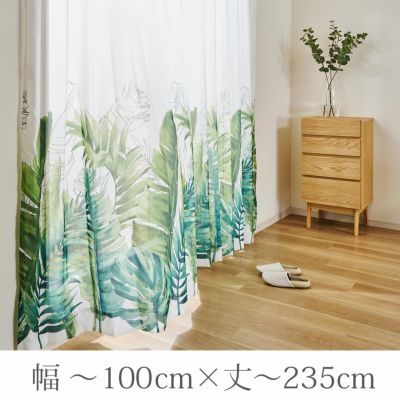ボイルパキラ