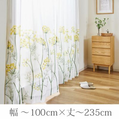 ボイルフェンネル